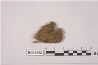 藏品(唇鱗蘚屬)的圖片